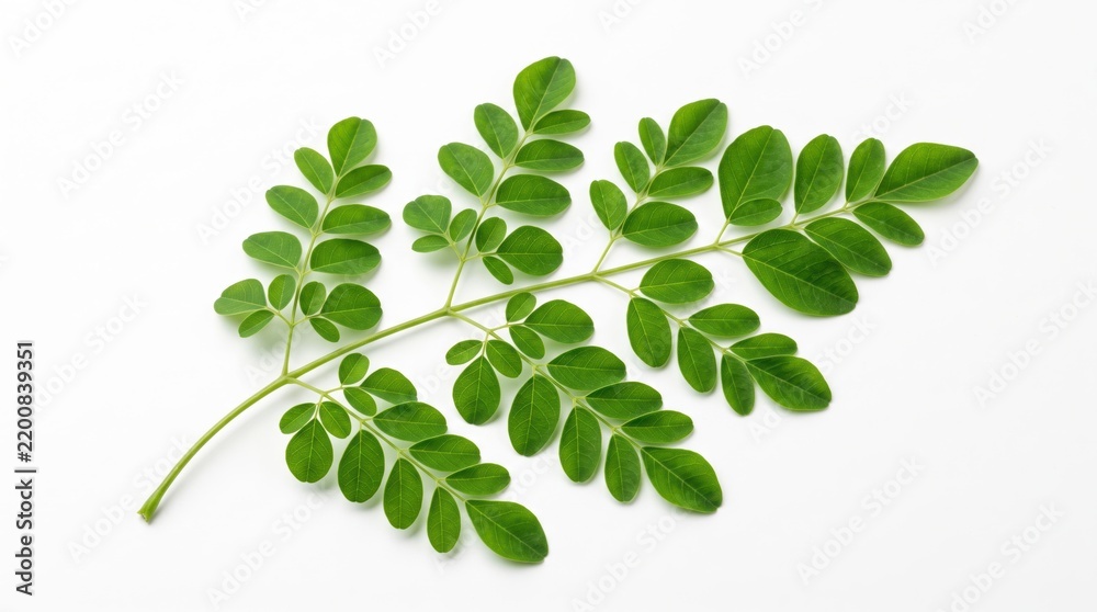 Obraz premium green moringa leaf branch isolated on a simple light background