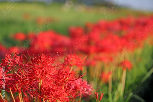 彼岸花