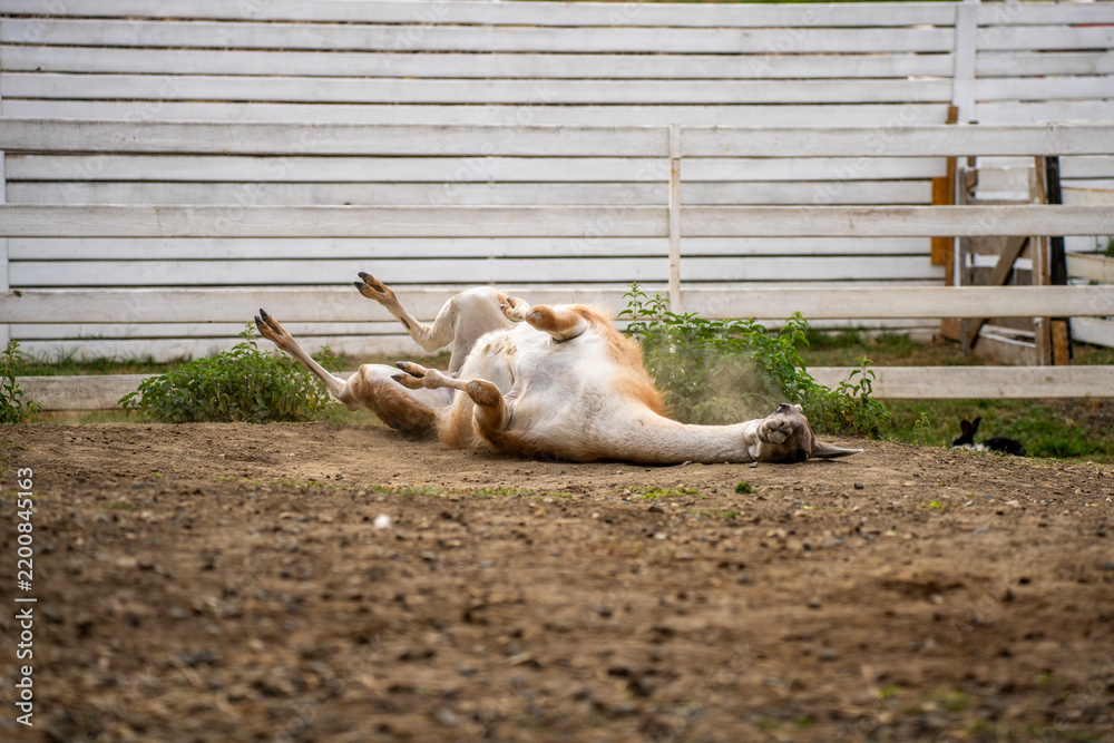 Obraz premium Guanaco rolling on back in dust on ground in paddock near white wooden fence, showing natural animal grooming and dusting behavior.