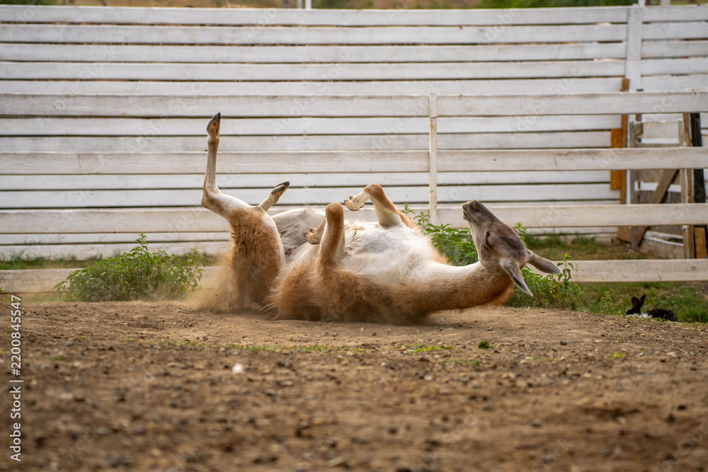 Fototapeta premium Guanaco rolling on back in dust on ground in paddock near white wooden fence, showing natural animal grooming and dusting behavior.