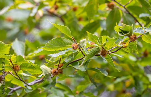 фотографія American beech tree.