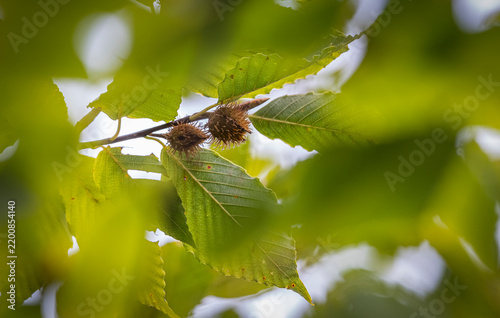 Принти на полотні American beech tree.
