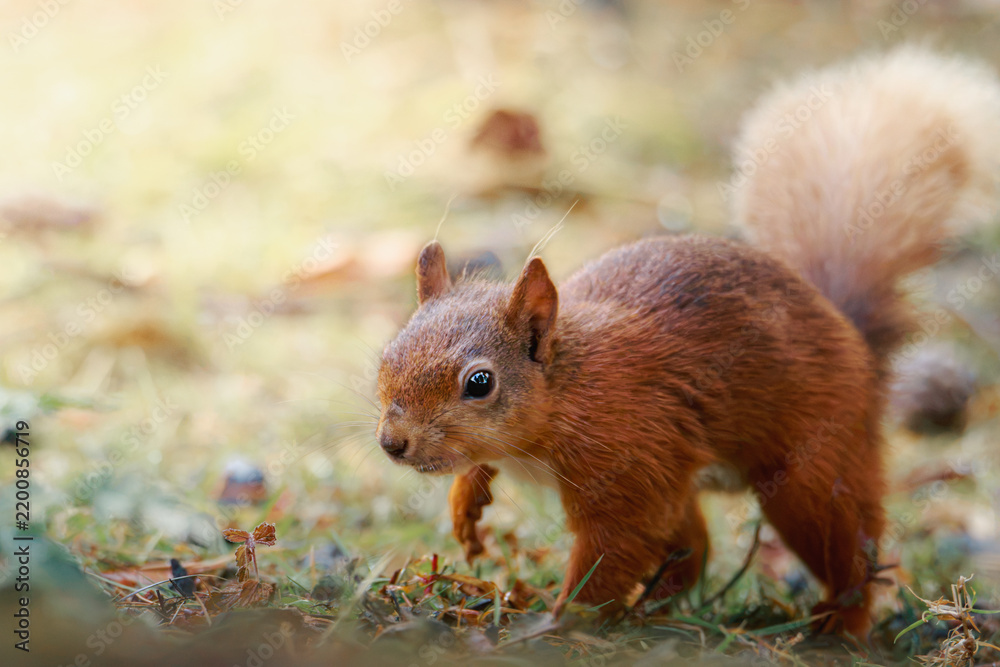 Fototapeta premium Red squirrels foraging and feeding in their natural woodland habitats at Pow Hill Country Park, County Durham, photographed July 2026