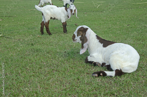 An adorable baby goat resting in the meadow