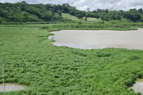 Reddish water and reeds and grasses at the Lam Phra Phloeng Dam