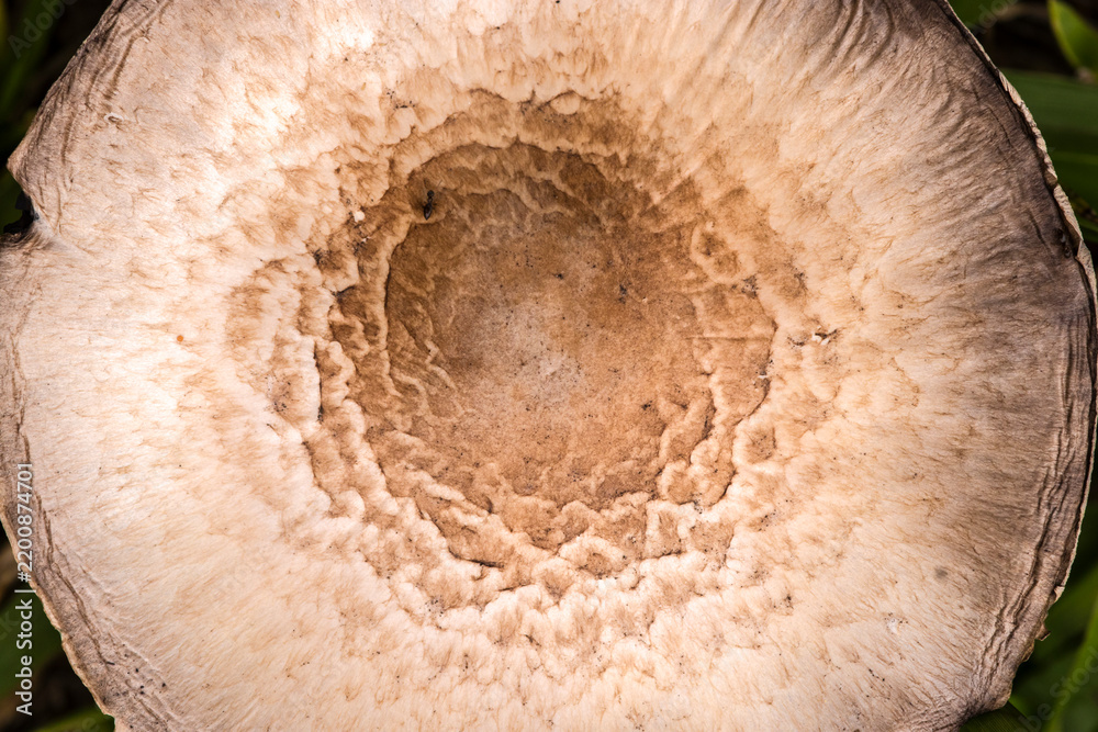 Obraz premium Extreme close-up of a parasol mushroom (Macrolepiota procera) cap surface showing intricate brown scaly patterns on a beige background. 