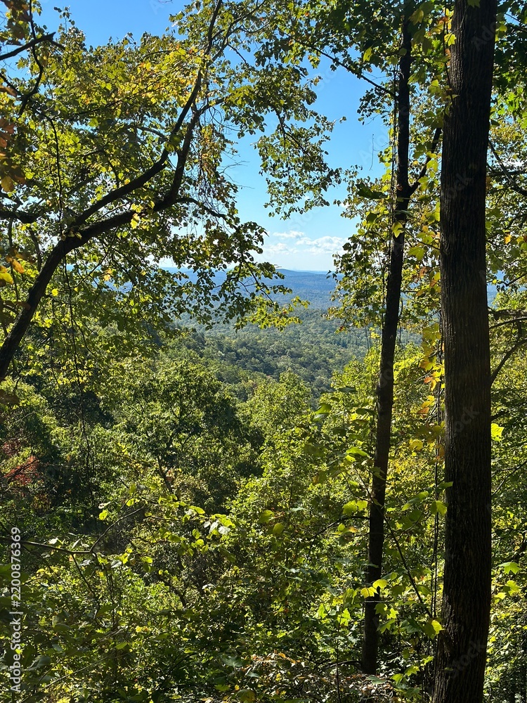 Fototapeta premium forest in autumn