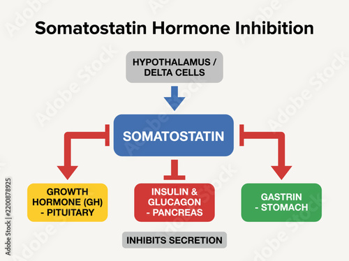 Fotografía Somatostatin Hormone Inhibition Diagram