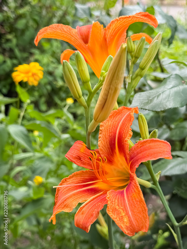 Orange daylily flowers and unopened buds rising through lush green foliage in a sunny summer garden
