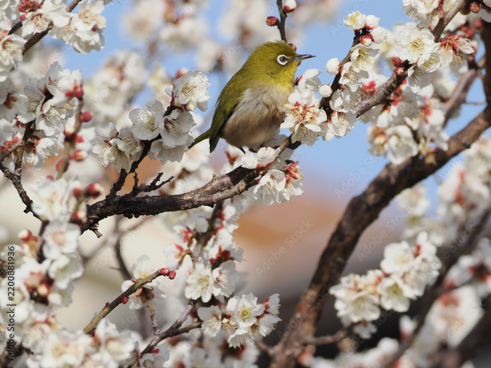 Fototapeta premium 梅の花の蜜を吸うメジロ