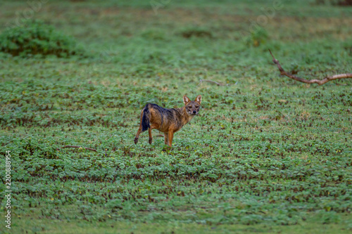 Foto wild dog running