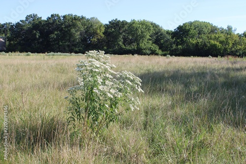 Single tall boneset cluster in a field of brown grass in Niles, Illinois