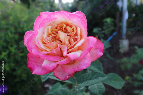 Pink Roses are erect, climbing, or trailing shrubs, the stems of which are usually copiously armed with prickles.