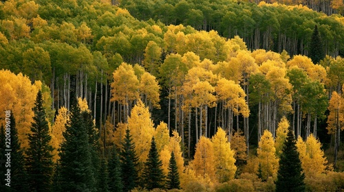 a dense forest of aspen trees in autumn. The trees are densely packed together, their leaves displaying a gradient of yellow and green hues, indicating the transition from bright yellow to deep green.