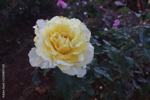 Pink Roses are erect, climbing, or trailing shrubs, the stems of which are usually copiously armed with prickles.