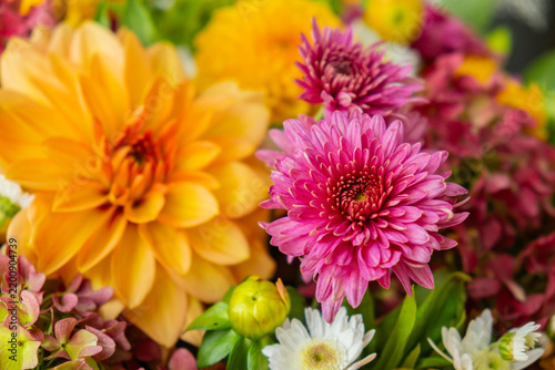 Selective focus Bush of autumnal orange red chrysanthemums and violet dahlia hydrangea. Fall garden beautiful flowers bouquet background. Blooming blossom thanksgiving day arrangement basket at the