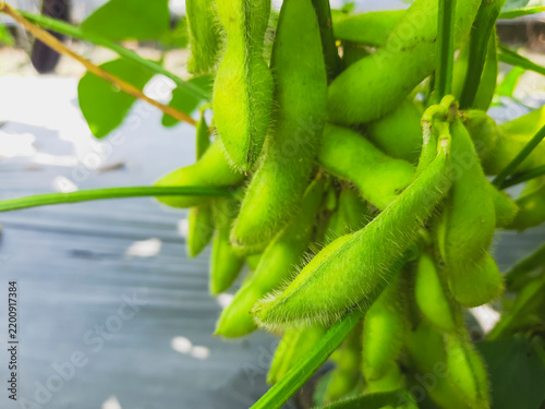 Fresh green ripe edamame beans hang from a plant. Vibrant pods cover with fine, fuzzy hairs. Natural light highlights the plant lush texture. agricultural and farm. Copy Space