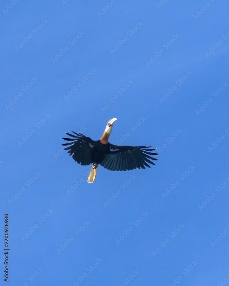 Fototapeta premium Blyth's hornbill, Rhyticeros plicatus male in flight at Tufi fjords in Papua New Guinea