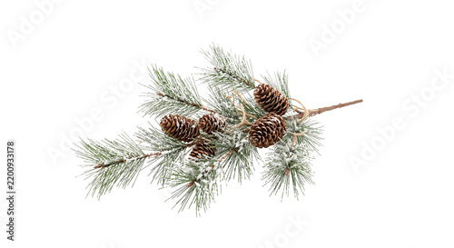 Plakat Winter pine branch with pinecones and snow