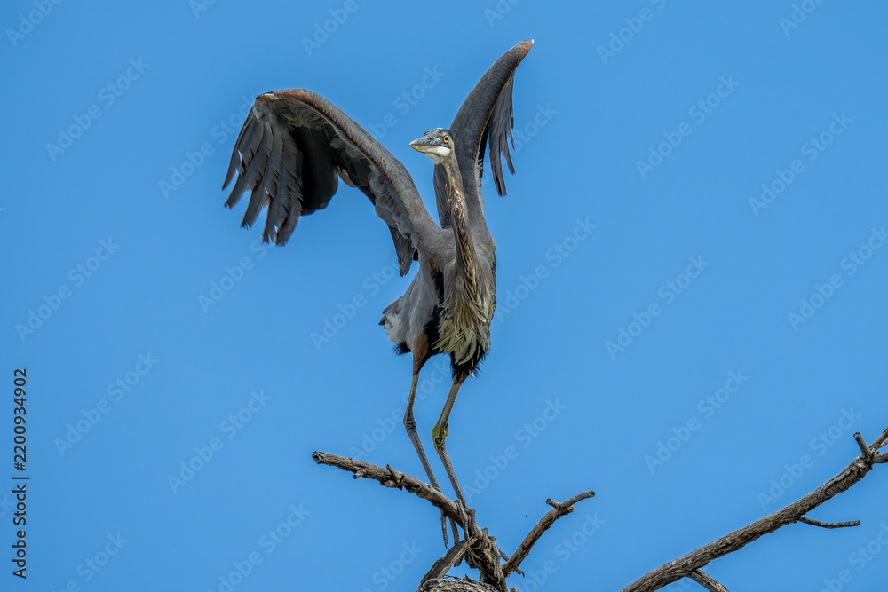 Fototapeta premium Heron take off