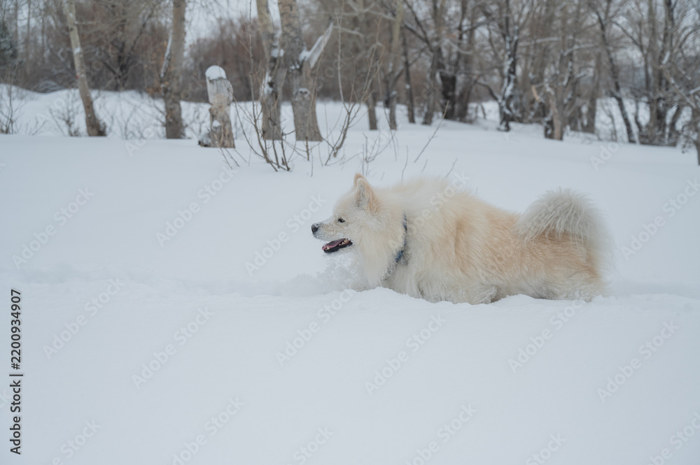 Fototapeta premium A Samoyed dog runs through the snow.