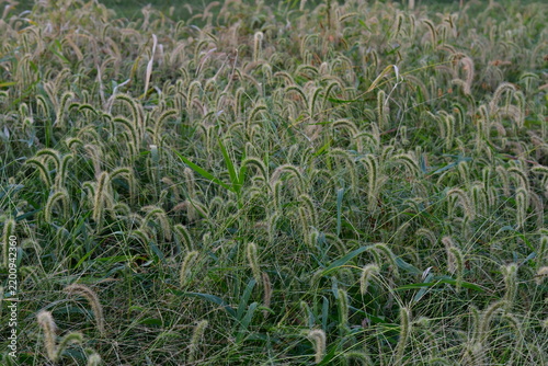 Foxtail Grass