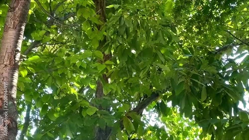 新緑のイメージ背景素材