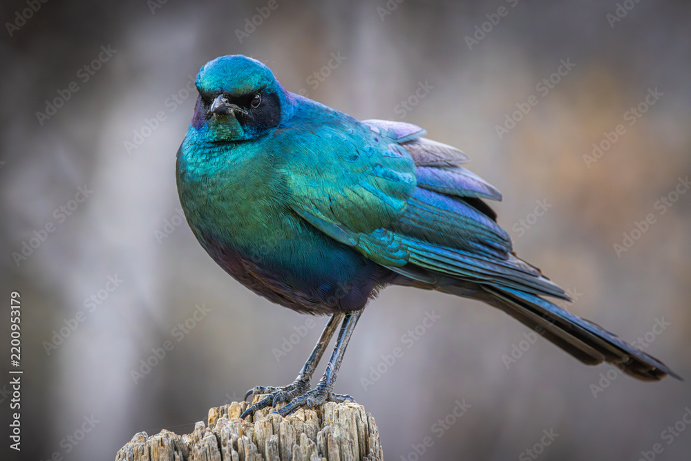 Obraz premium A Burchell's Starling (Lamprotornis australis) with iridescent feathers at Khama Rhino Reserve in Botswana