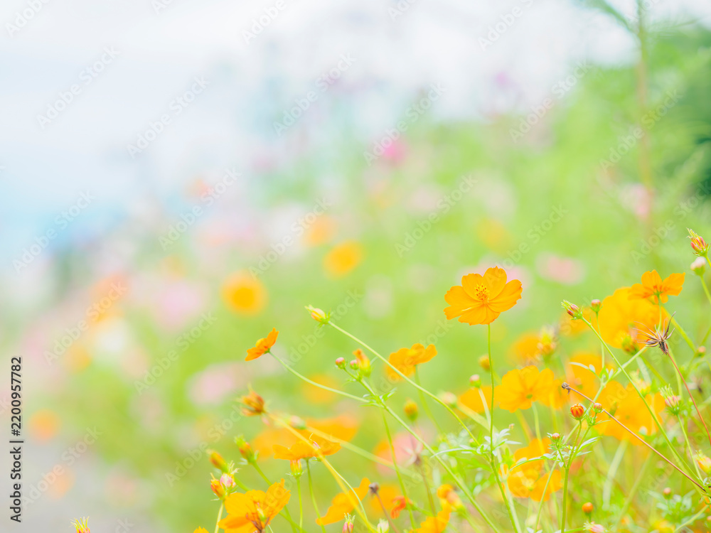 Obraz premium カラフルな花畑。秋の公園や花壇を彩るコスモス（キバナコスモス）のある風景。自然風景素材。