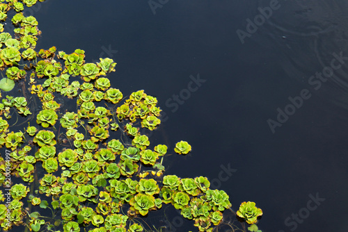 Water lettuce plants floating on water surface