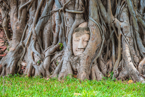 Foto Buddha head entwined in tree roots at Wat Mahathat, Ayutthaya historical park, T