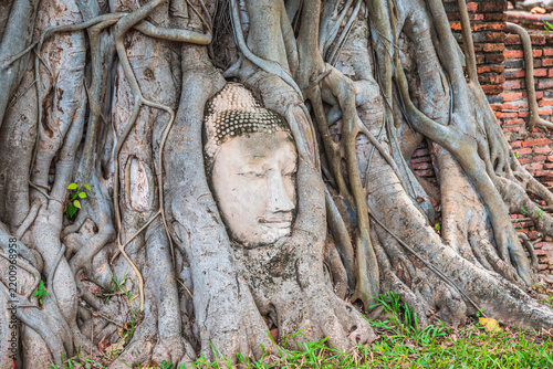 Foto Buddha head entwined in tree roots at Wat Mahathat, Ayutthaya historical park, T