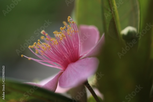 Close up of a delicate pink Rose Myrtle flower (Rhodomyrtus tomentosa) blooming with bright yellow stamens and green leaves in a sunny garden background.