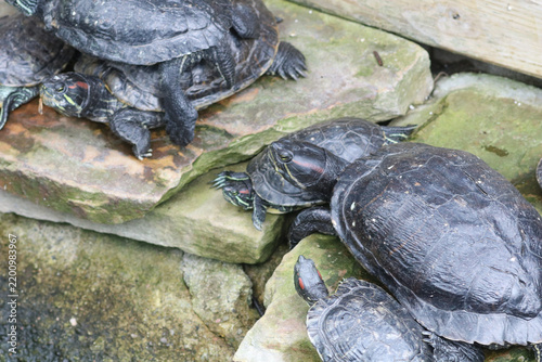 Photography Two red eared slider turtles resting close together on mossy pond stones
