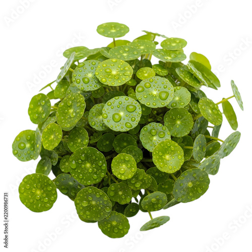 Small green plant with round leaves isolated on white background