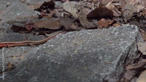 Japanese skink lizard crawling out from dry leaves onto stone