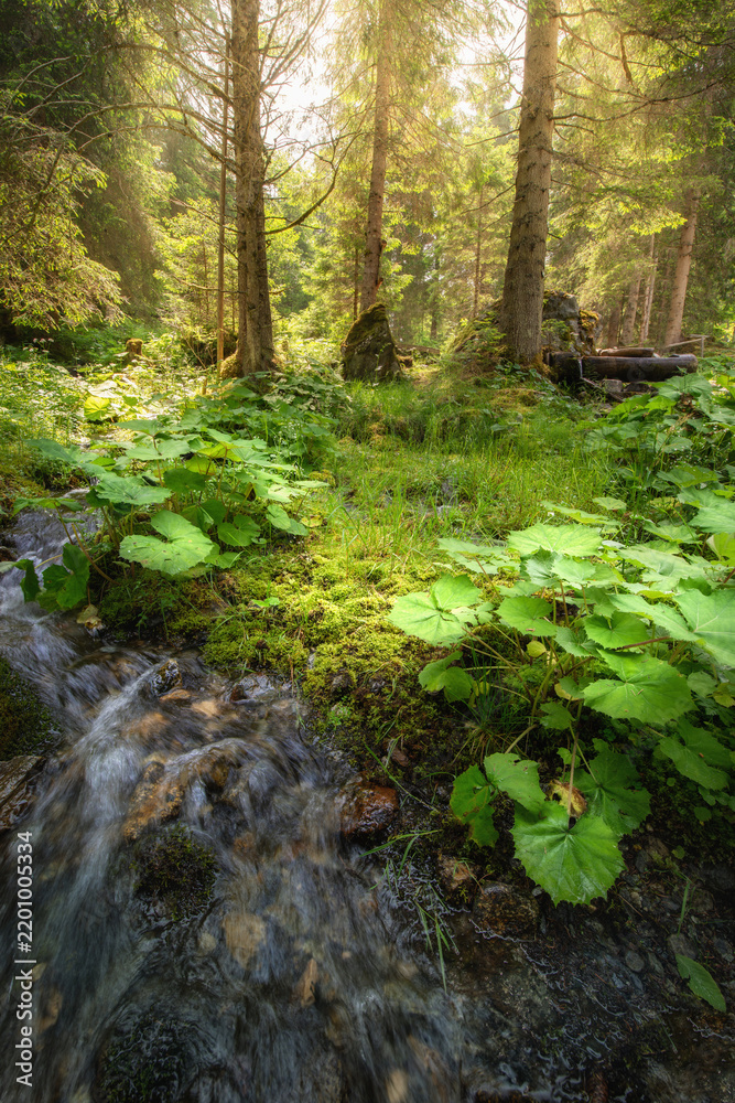 Fototapeta premium Stream of wilderness in alps
