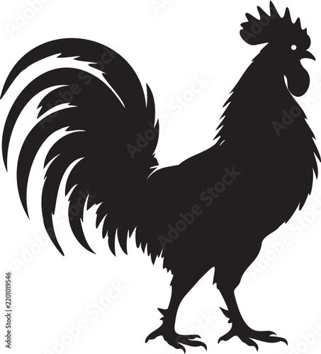 Rooster isolated on white background