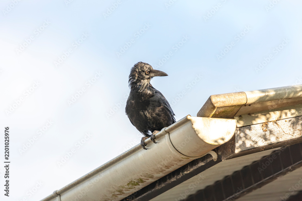 Obraz premium Photograph of an Australian Raven sitting on the edge of a gutter on the roof of a small toilet block in a carpark in the Western Sydney town of Penrith in New South Wales, Australia