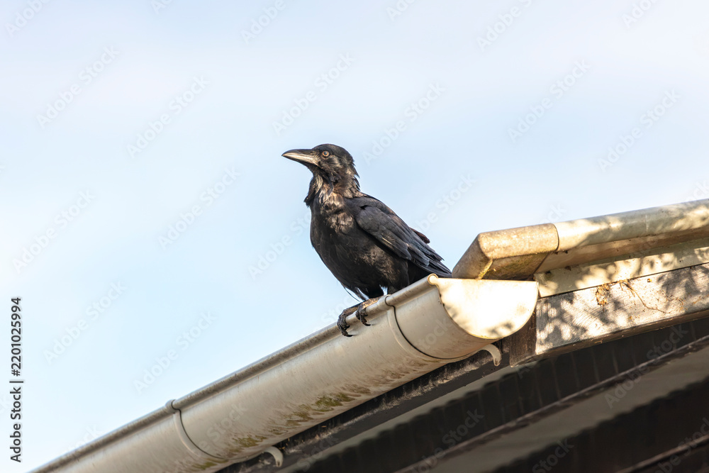 Obraz premium Photograph of an Australian Raven sitting on the edge of a gutter on the roof of a small toilet block in a carpark in the Western Sydney town of Penrith in New South Wales, Australia