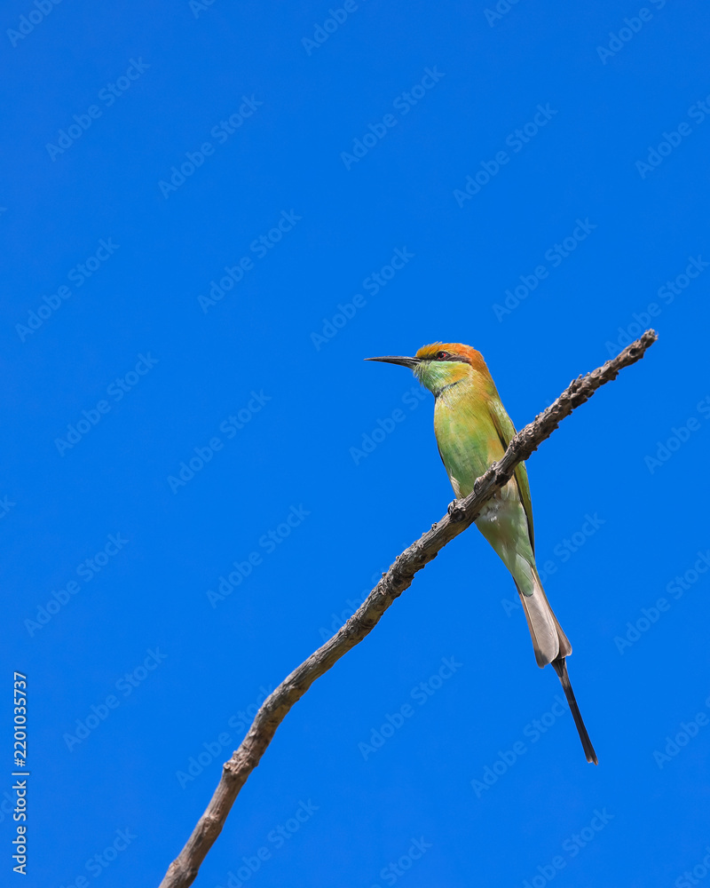 Obraz premium Green bee eater bird perching on branch under blue sky