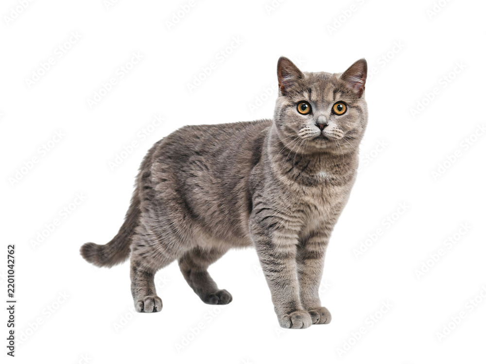 Fototapeta premium British shorthair cat standing on isolated on transparent background