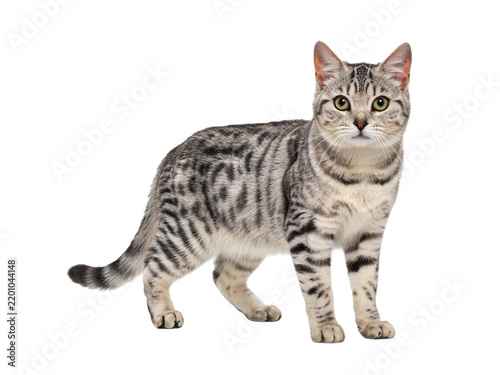 Obraz na plátně Egyptian mau cat standing on black isolated on transparent background