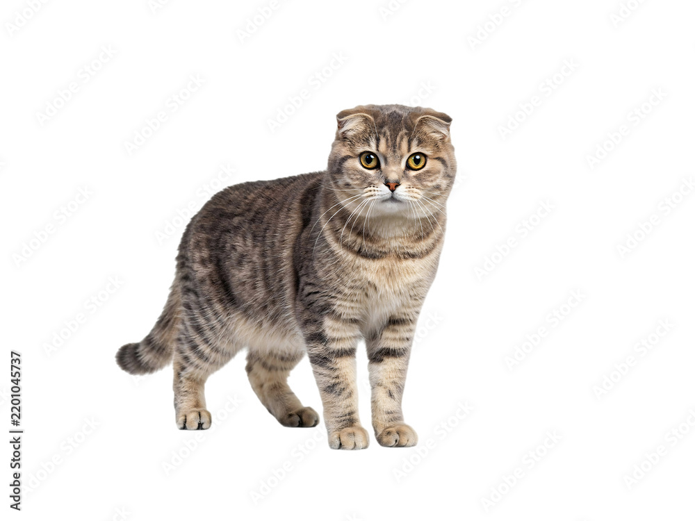 Fototapeta premium Scottish fold cat with folded ears isolated on transparent background