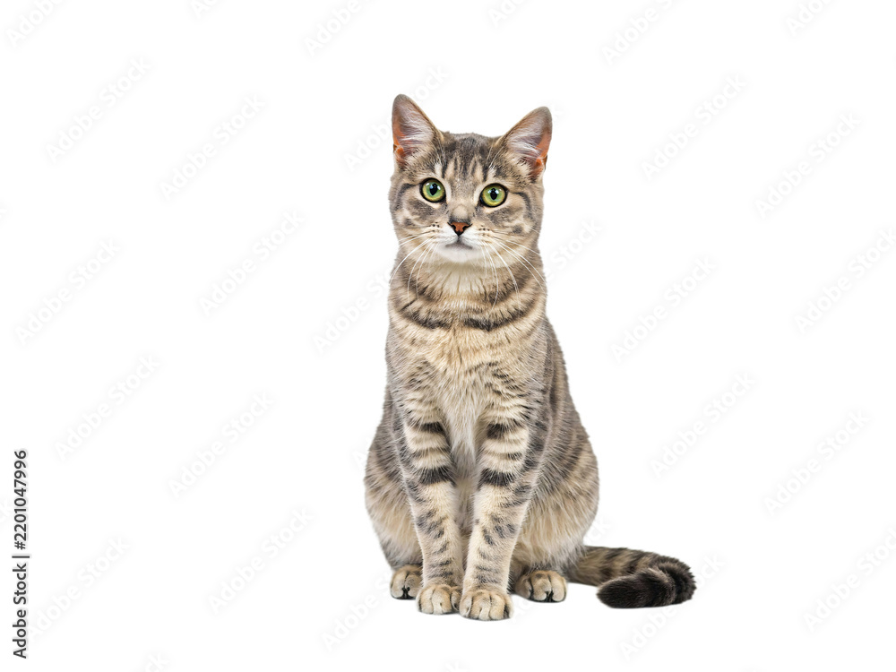 Fototapeta premium Tabby cat sitting on black isolated on transparent background