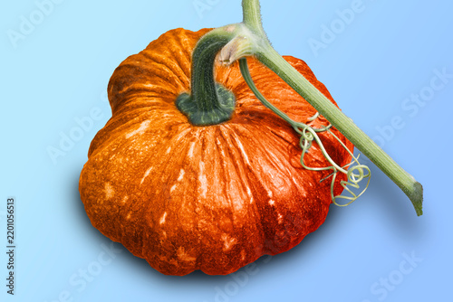 Isolated photo of an orang pumpkin.
