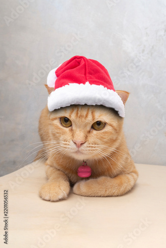 Orange cat wearing a red Santa Claus hat.