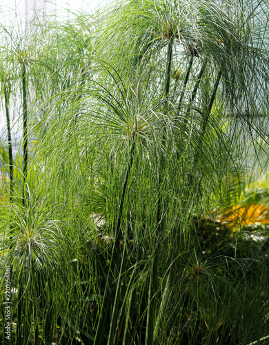 Obraz na plátne Lush green papyrus plant with fine, feathery umbrella-like foliage