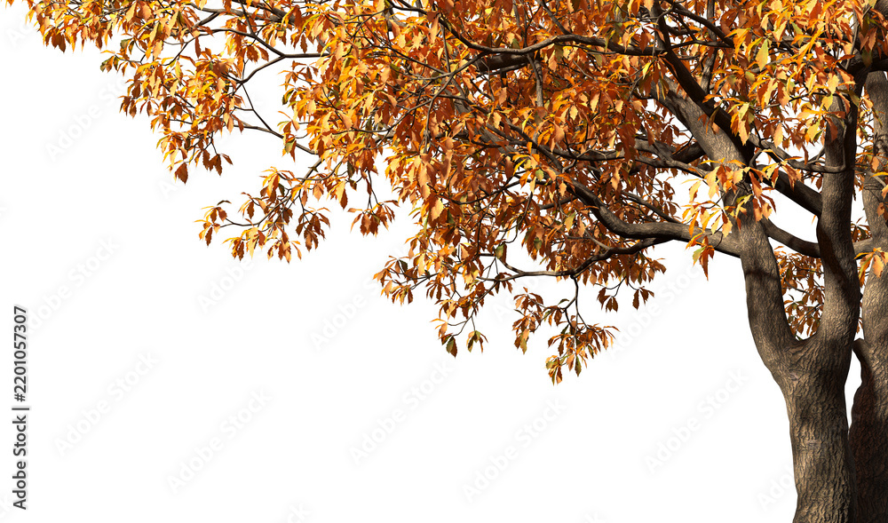 Obraz premium Autumn tree branches with a transparent background