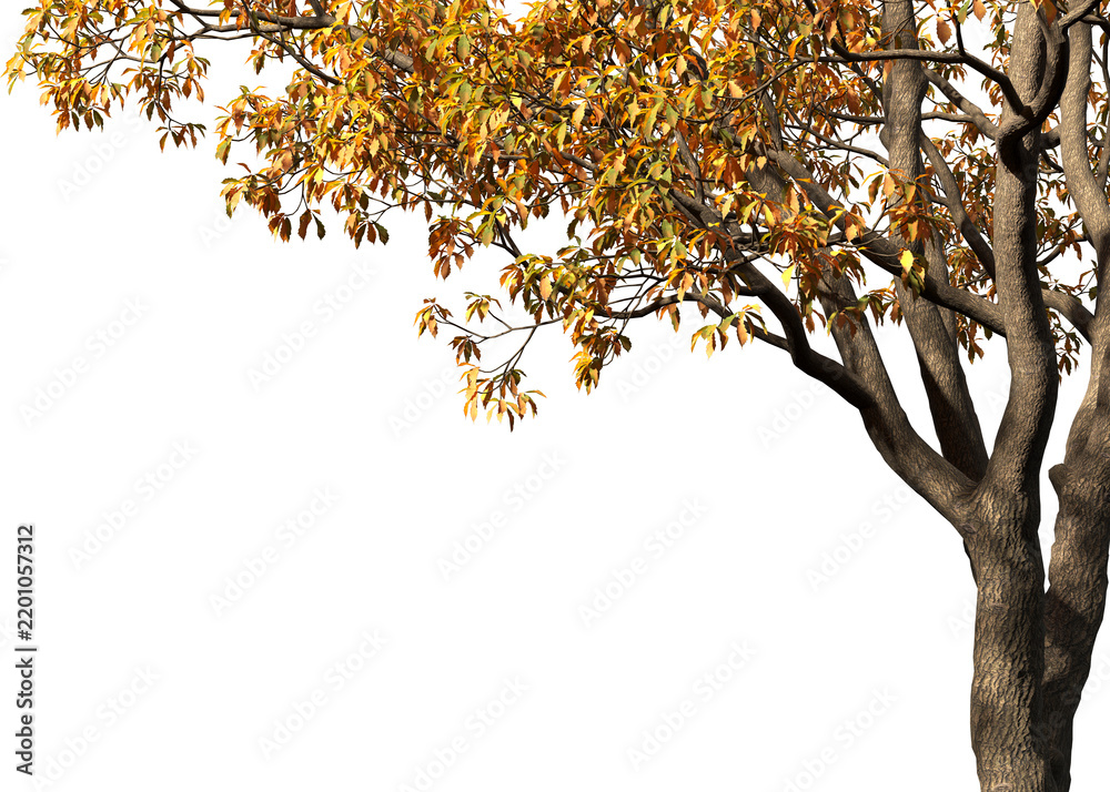 Obraz premium Autumn tree branches with a transparent background